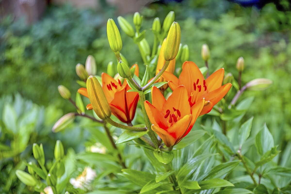 Лилии цветут - Валерий Иванович Лилии цветут - Валерий Иванович