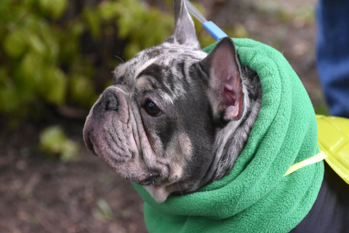 Москва. Парад французских бульдогов в усадьбе «Воронцово». - Наташа ***** Москва. Парад французских бульдогов в усадьбе «Воронцово». - Наташа *****