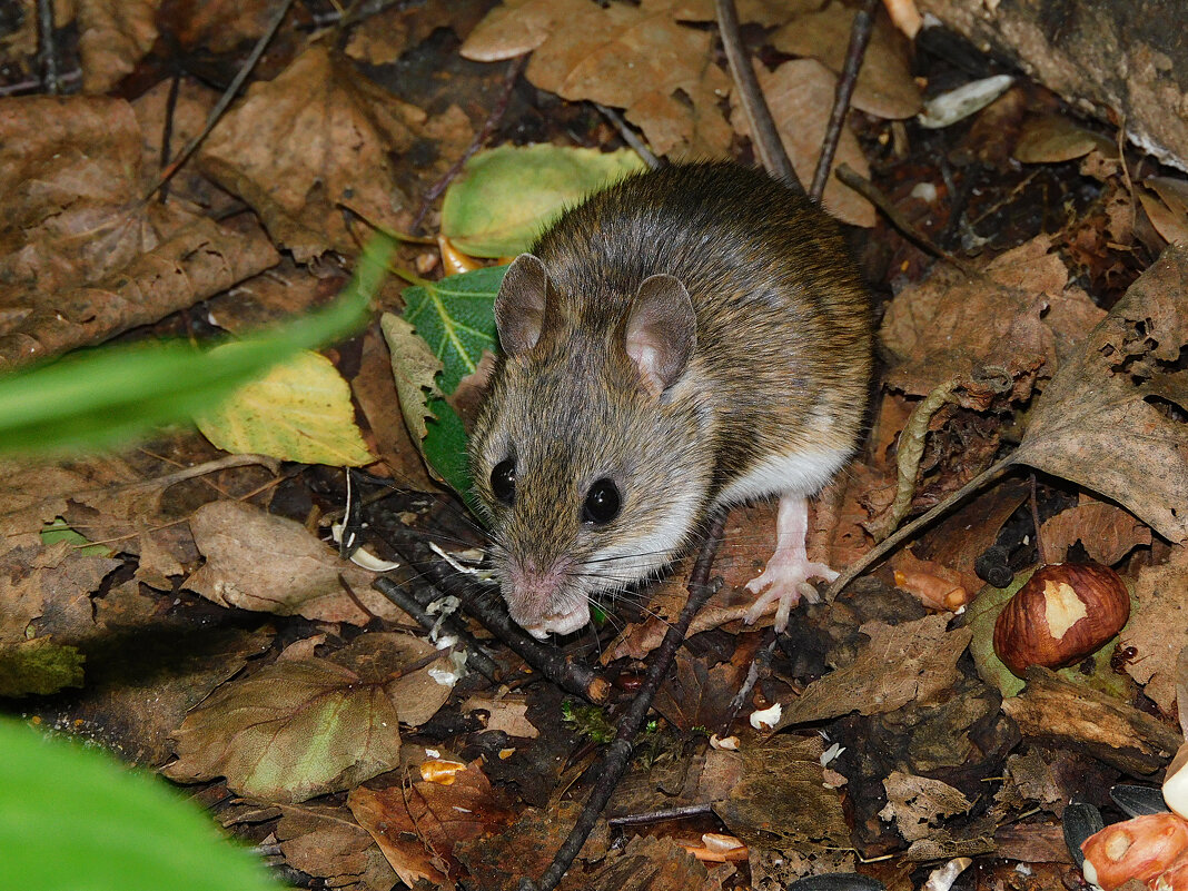 Малая лесная мышь - Лина 