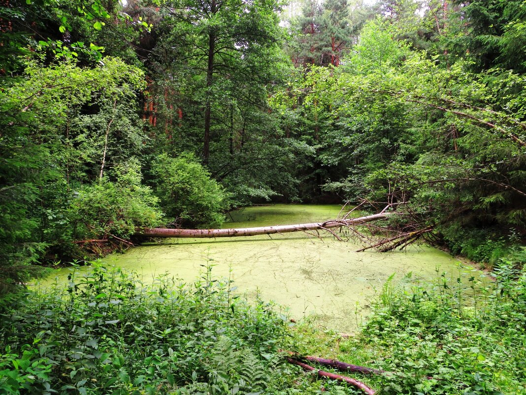 Лесной водоём - Андрей Снегерёв