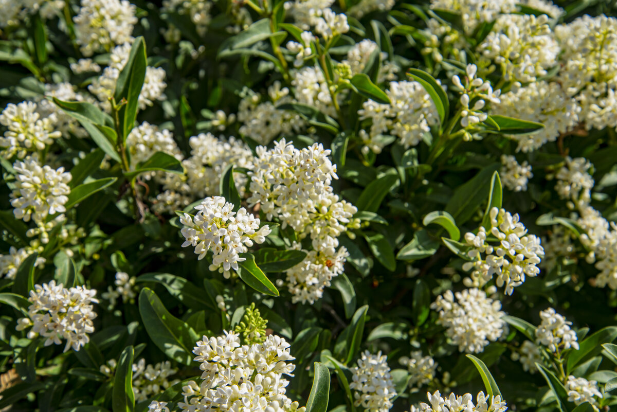 Лето - Анатолий Чикчирный