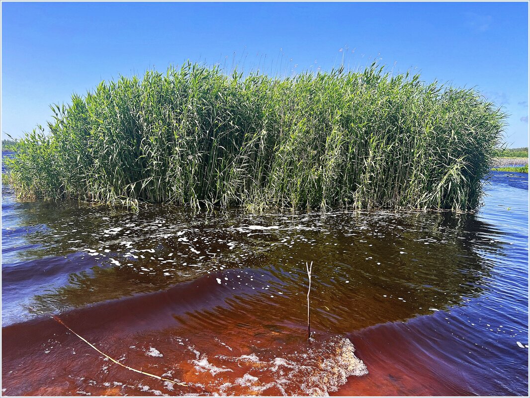 На Торфяном озере. - Валерия Комова