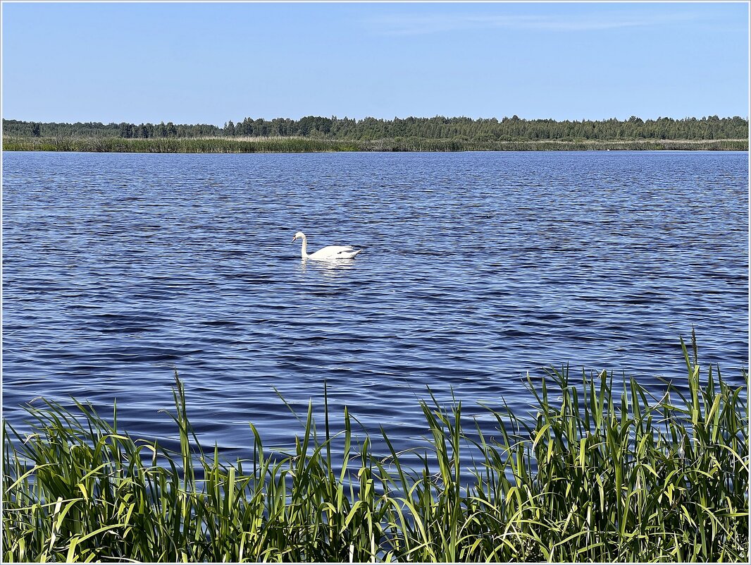 На Торфяном озере. - Валерия Комова На Торфяном озере. - Валерия Комова