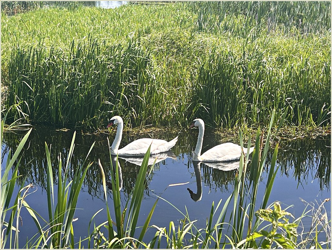 Лебеди. - Валерия Комова