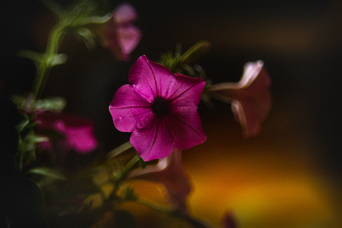 Петуния - Людмила Фил