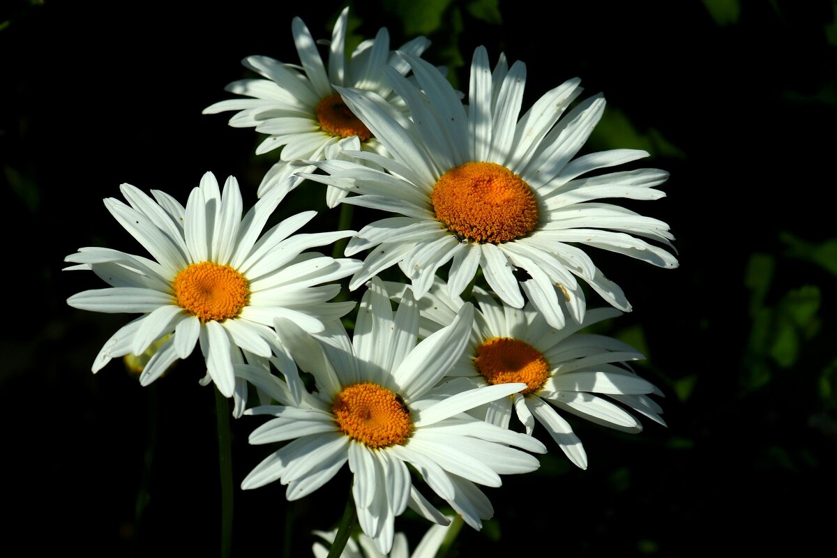 Про ромашки - Юрий. Шмаков