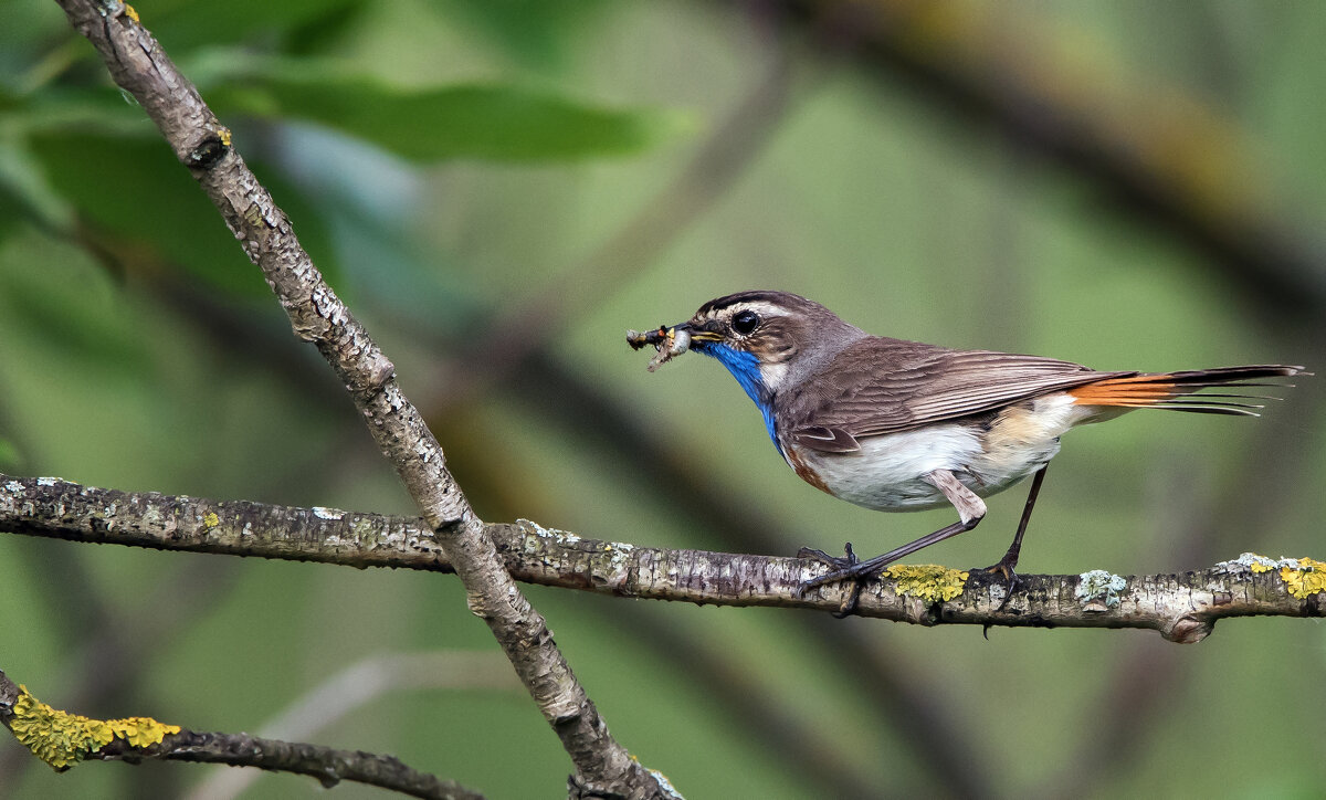 Варакушка. - Владимир Безбородов Варакушка. - Владимир Безбородов