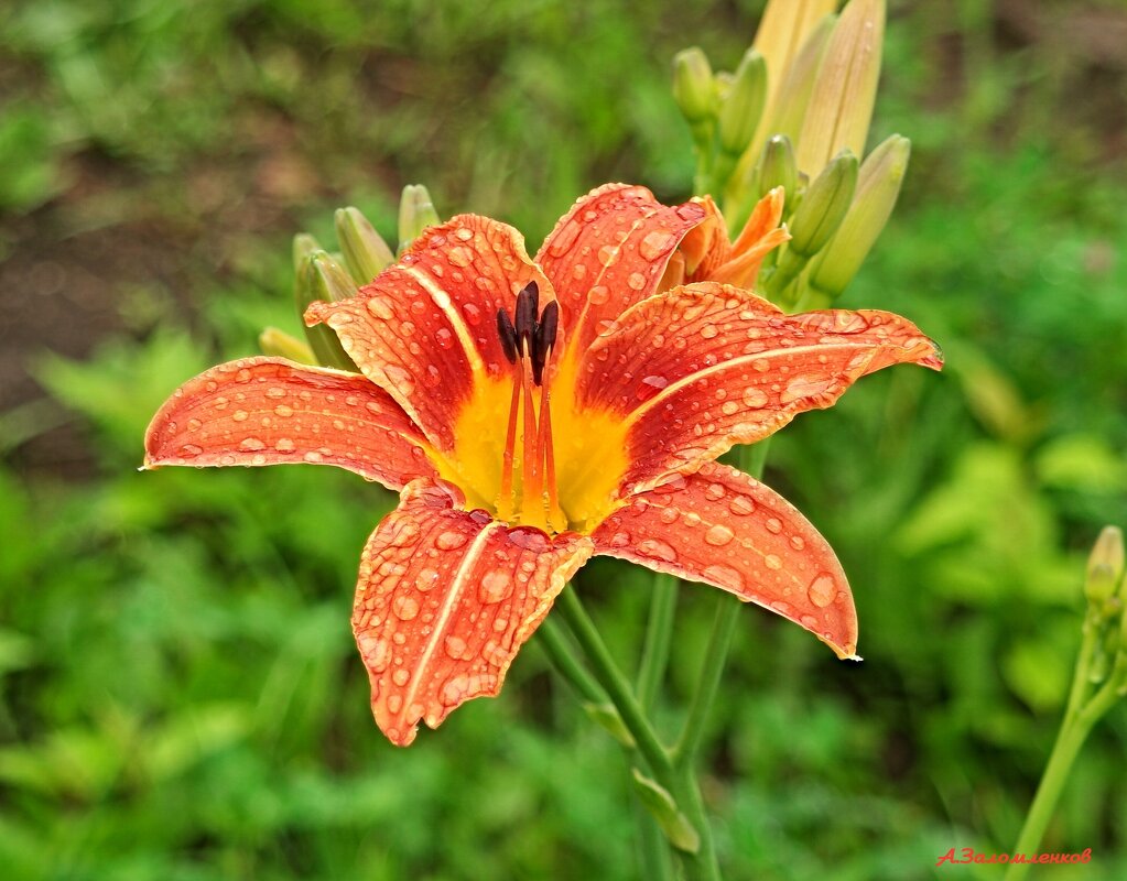 Про грибные дожди июня... - Андрей Заломленков