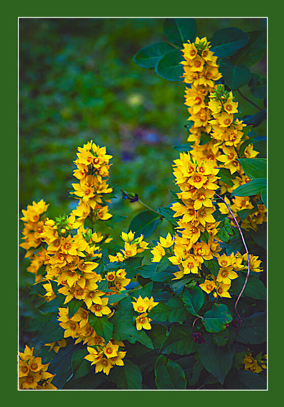 Летний этюд - Владимир Кроливец