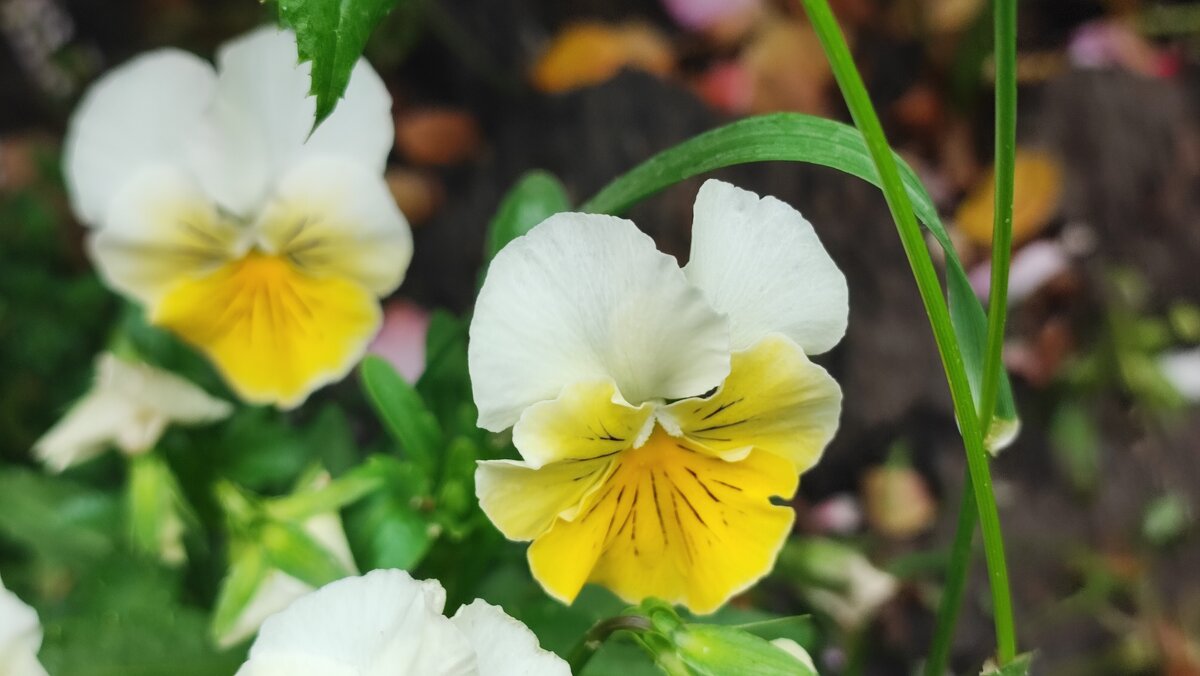 ,,, - Сергей Тимоновский