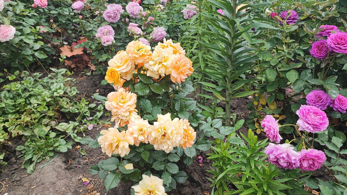 ,,, - Сергей Тимоновский