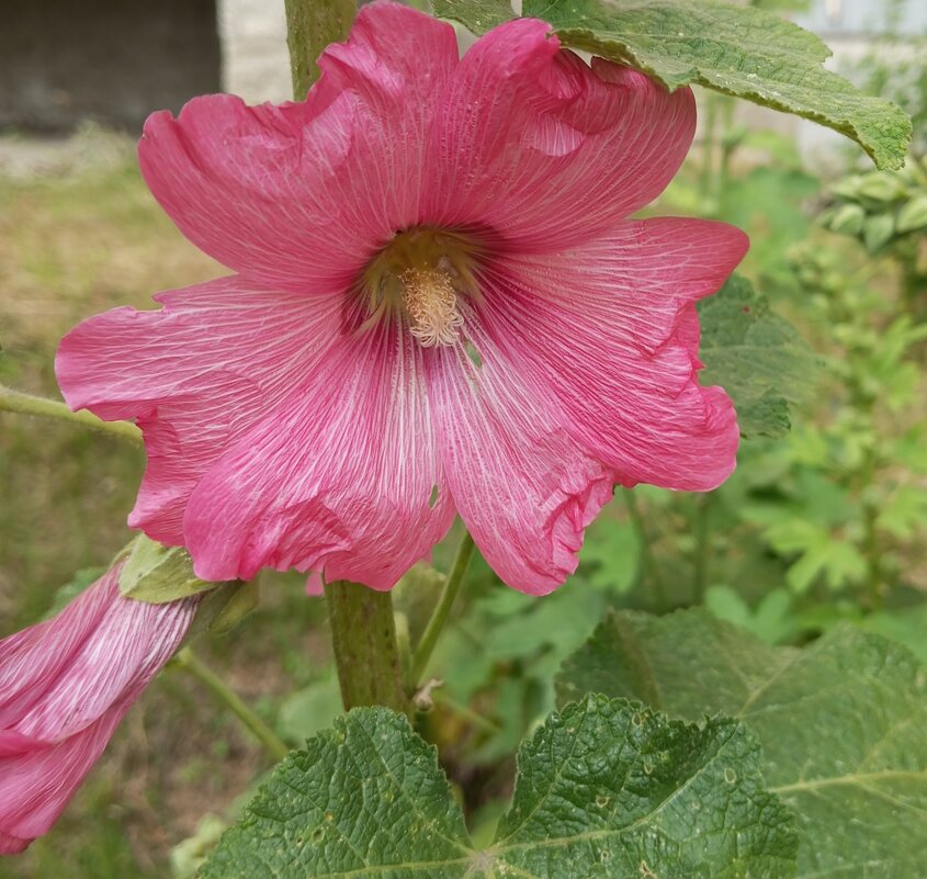 Мальвы начали цвести - Елена Семигина