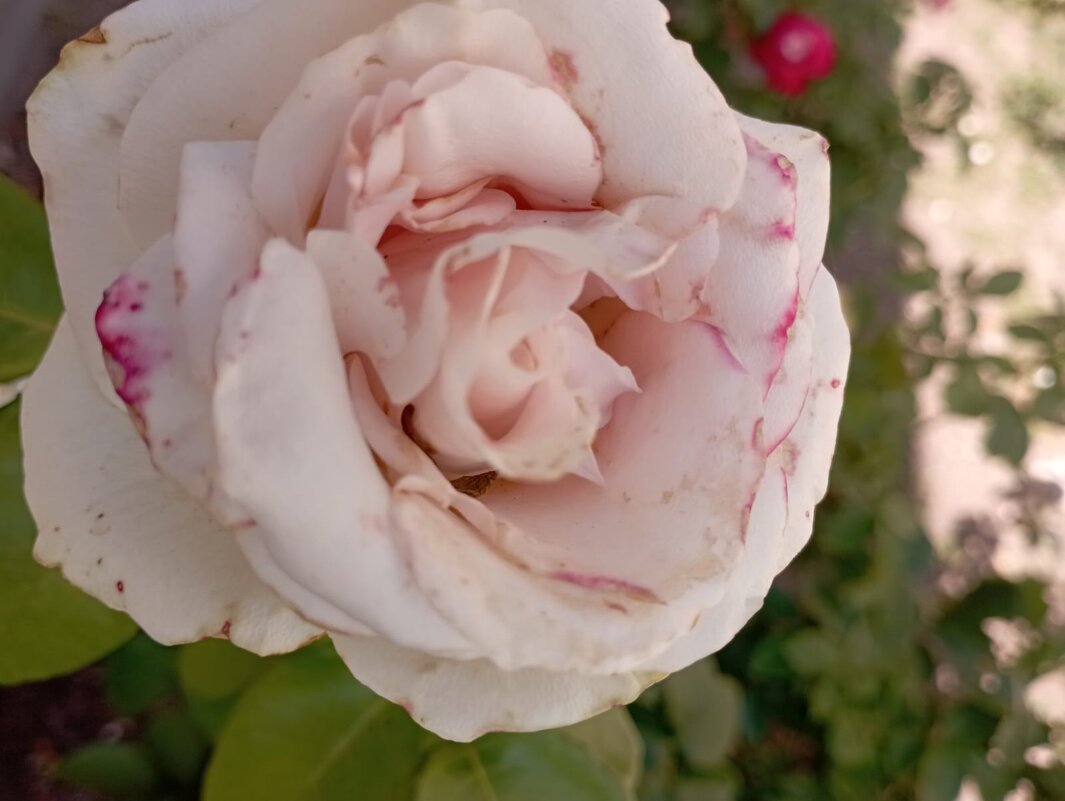 ***** - Елена Семигина