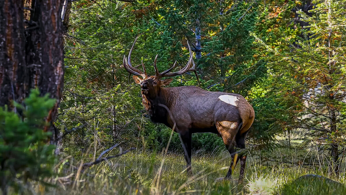 *** - Aleksey Afonin