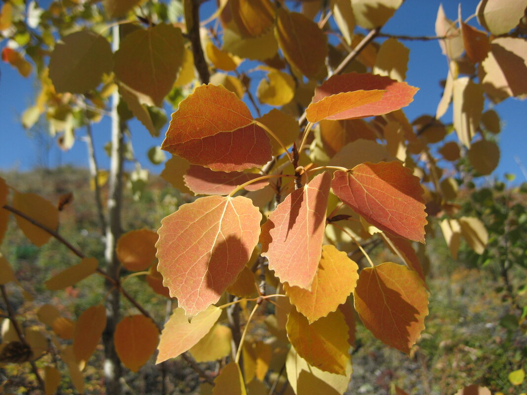 Осина - Anna Ivanova Осина - Anna Ivanova