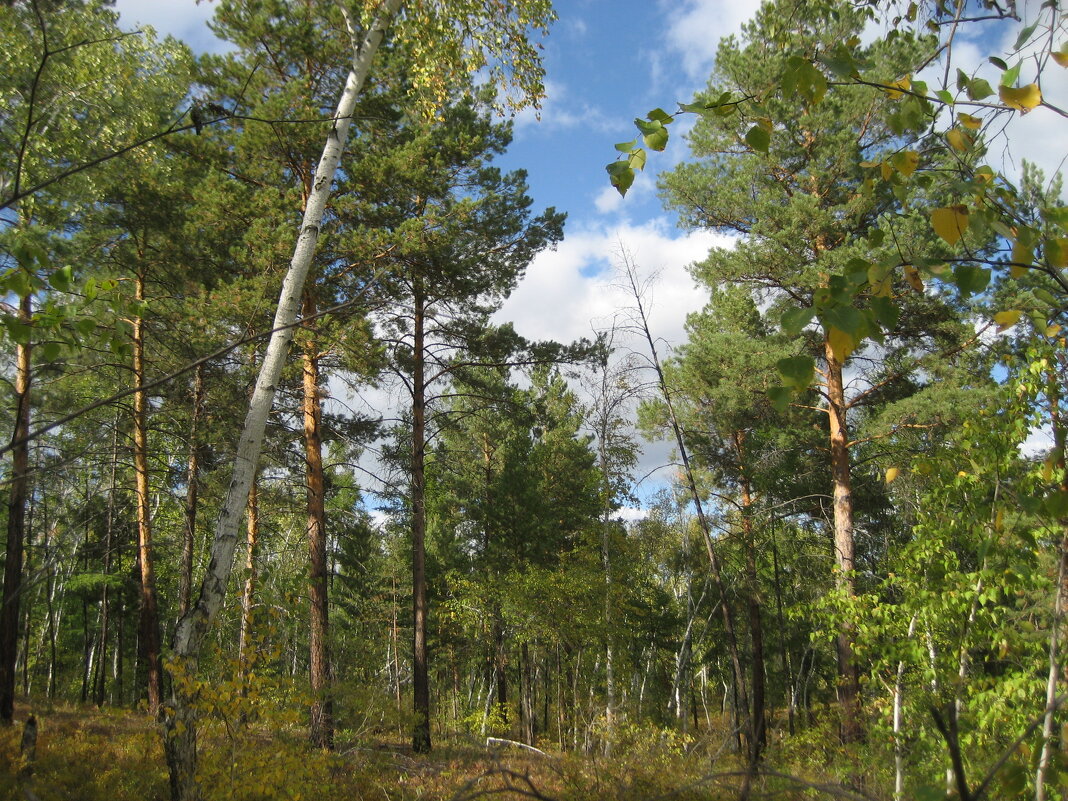 Лес - Anna Ivanova