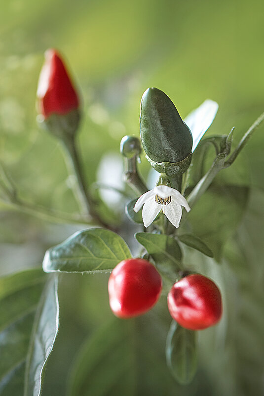 Aji Pipi de Mono - Svetlana Galvez Aji Pipi de Mono - Svetlana Galvez