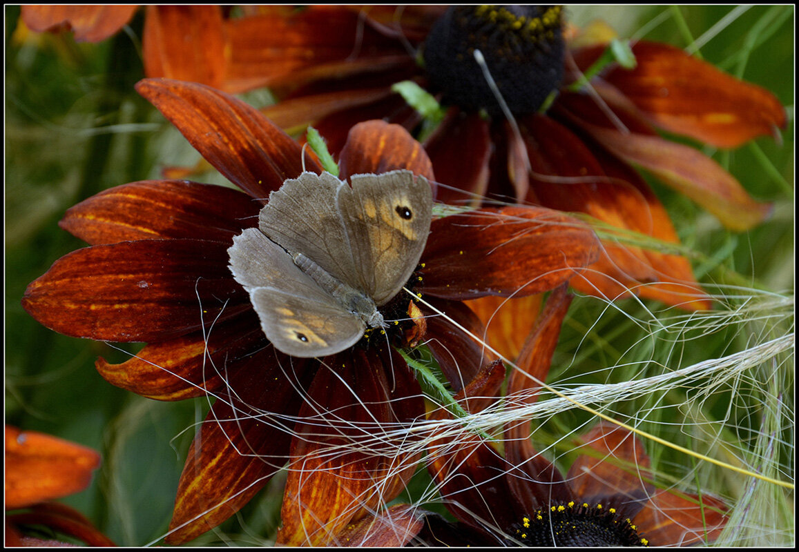 Сатир - Aleksandr Gal