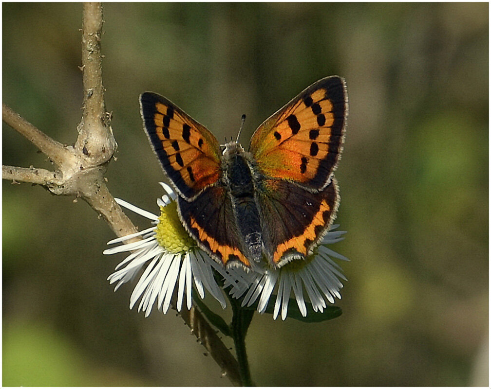 Червонец пятнимтый - Aleksandr Gal