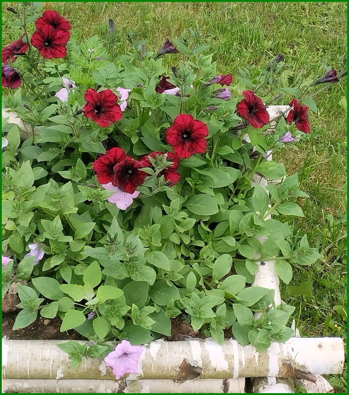 Петунии в саду. - Ольга Довженко