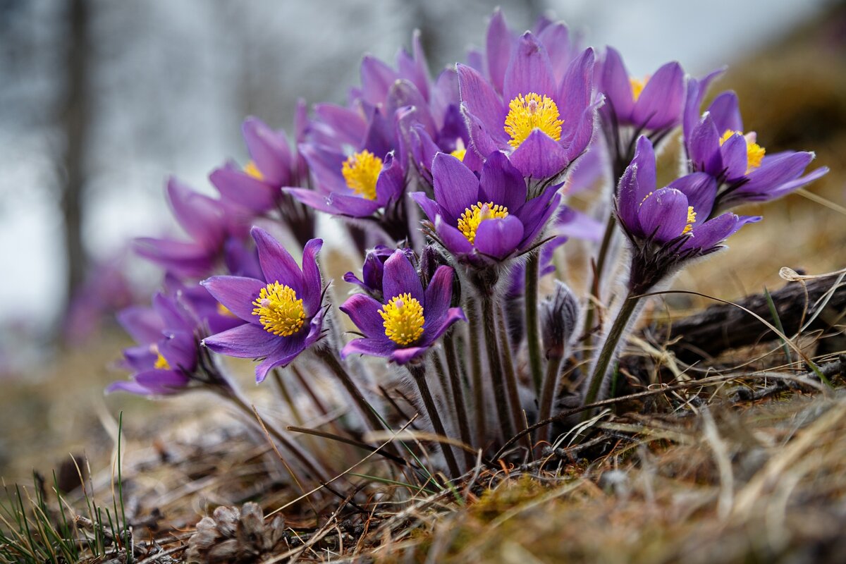 сон-трава - Виктор Ковчин сон-трава - Виктор Ковчин