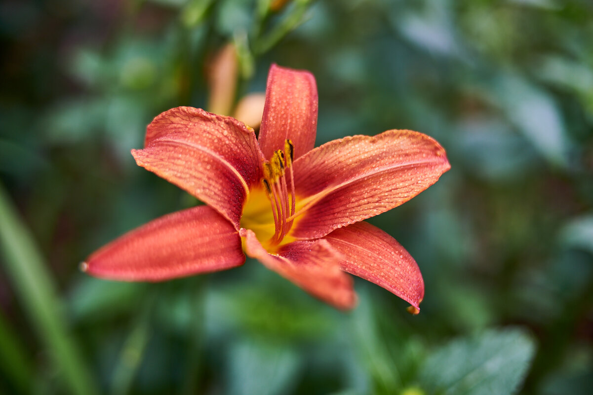 лилия - Александр Леонов