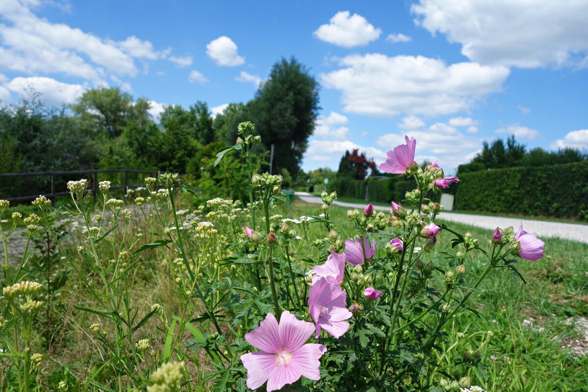 Лето... - Галина 