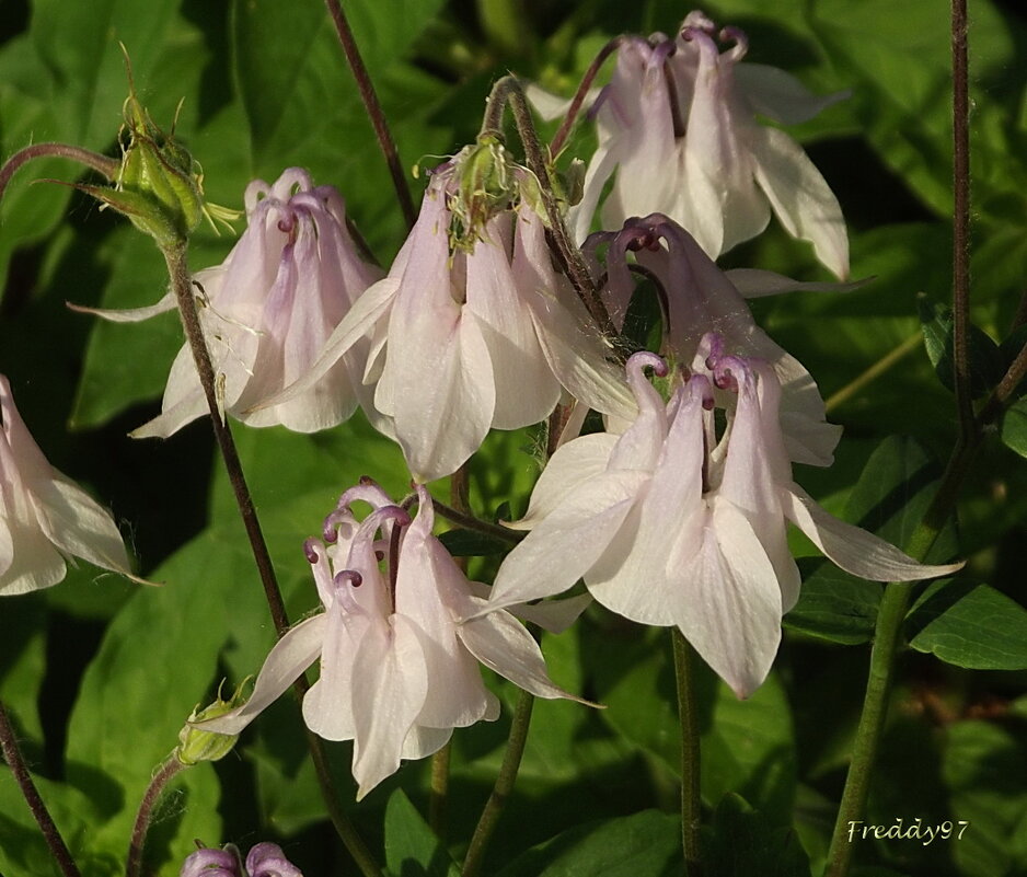 Водосбор - Freddy 97