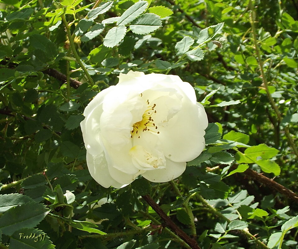 Шиповник - Freddy 97