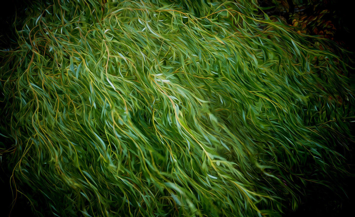 ива - РозаВетроф 