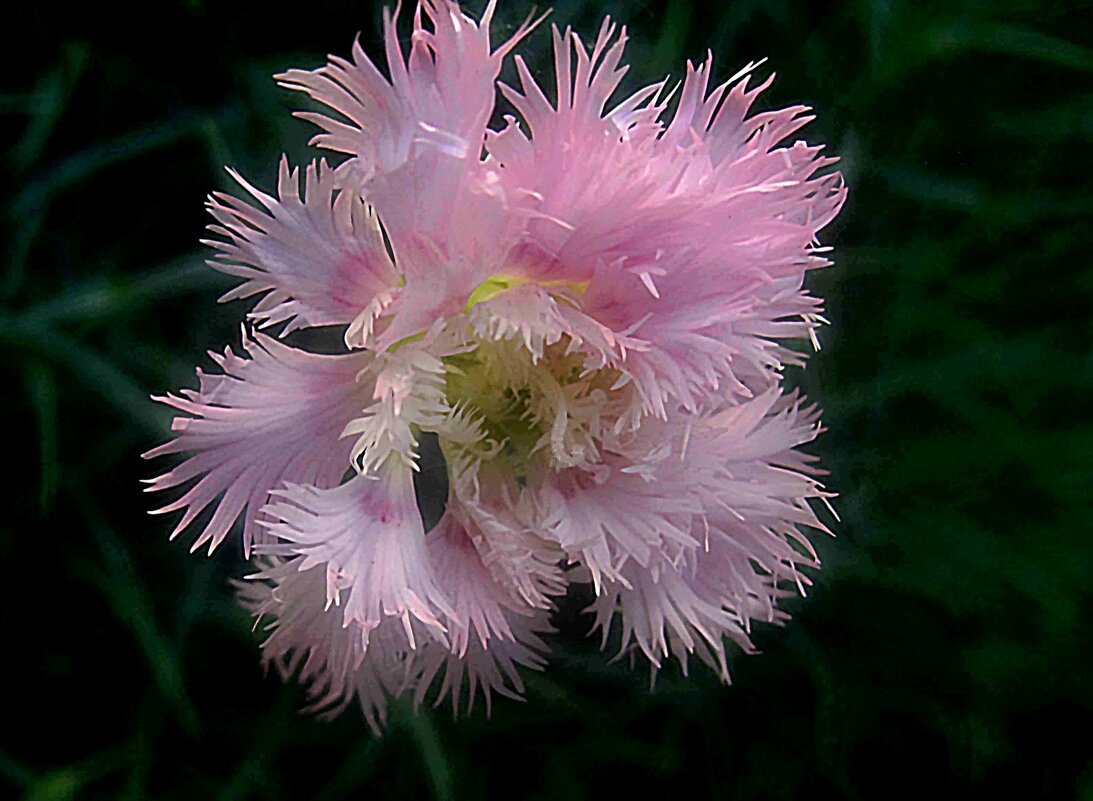 Гвоздика - Елена Семигина