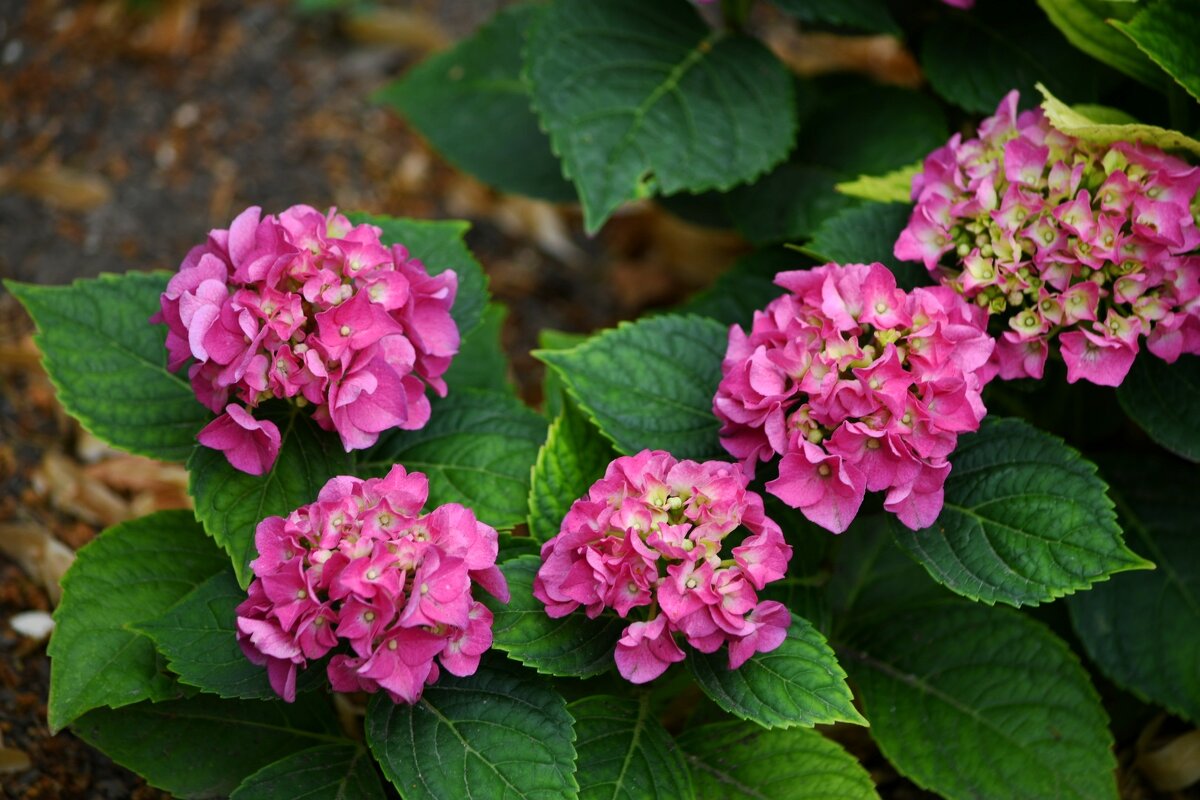 Гортензия - Татьяна Евдокимова