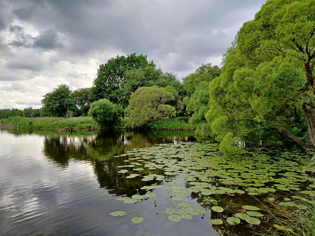 Редкий день в июне без дождя. - Лия ☼
