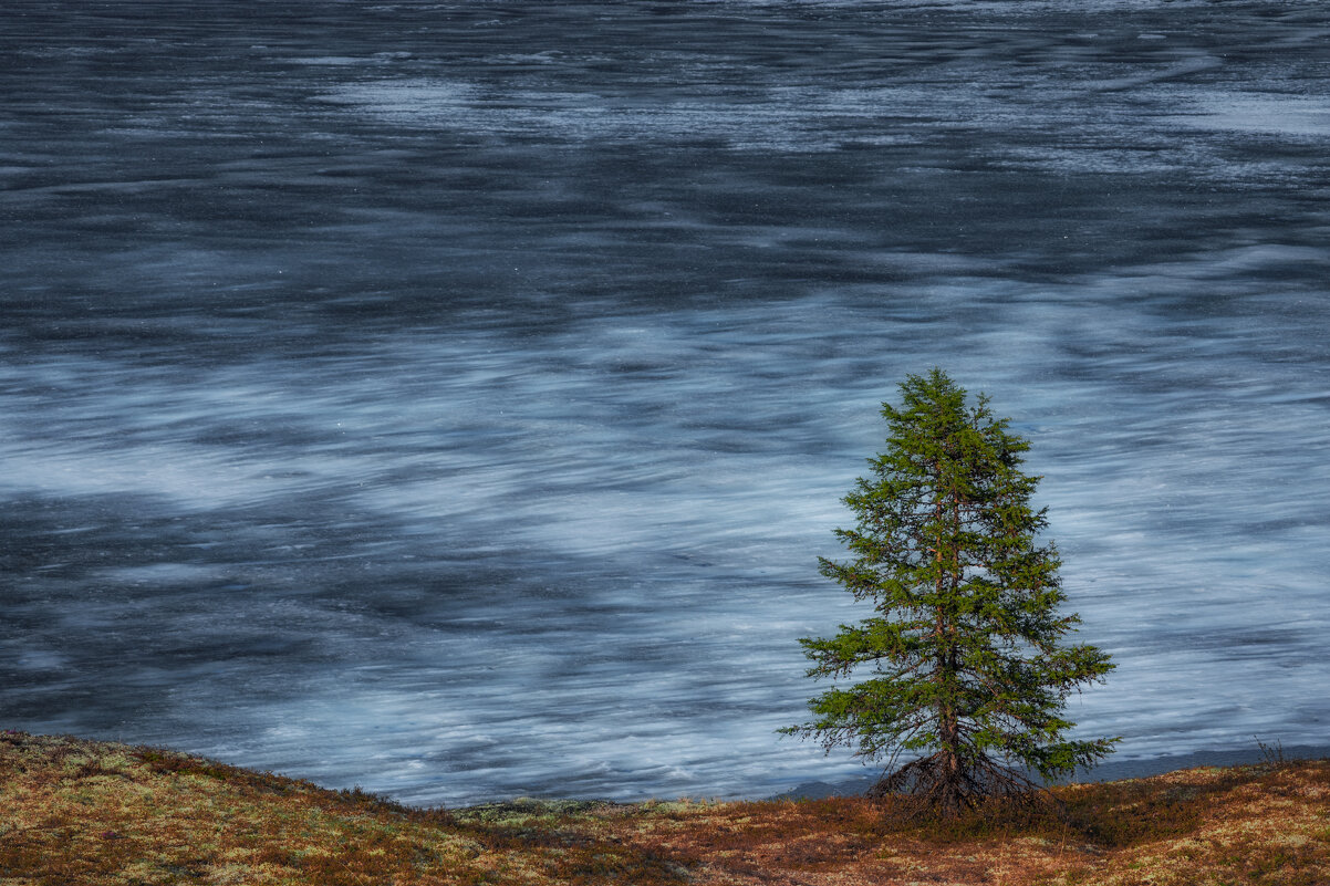 Июньский лёд - Дмитрий Шишкин