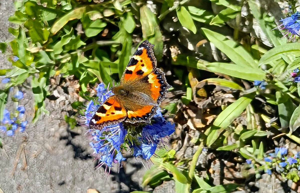 лето. - Михаил Столяров