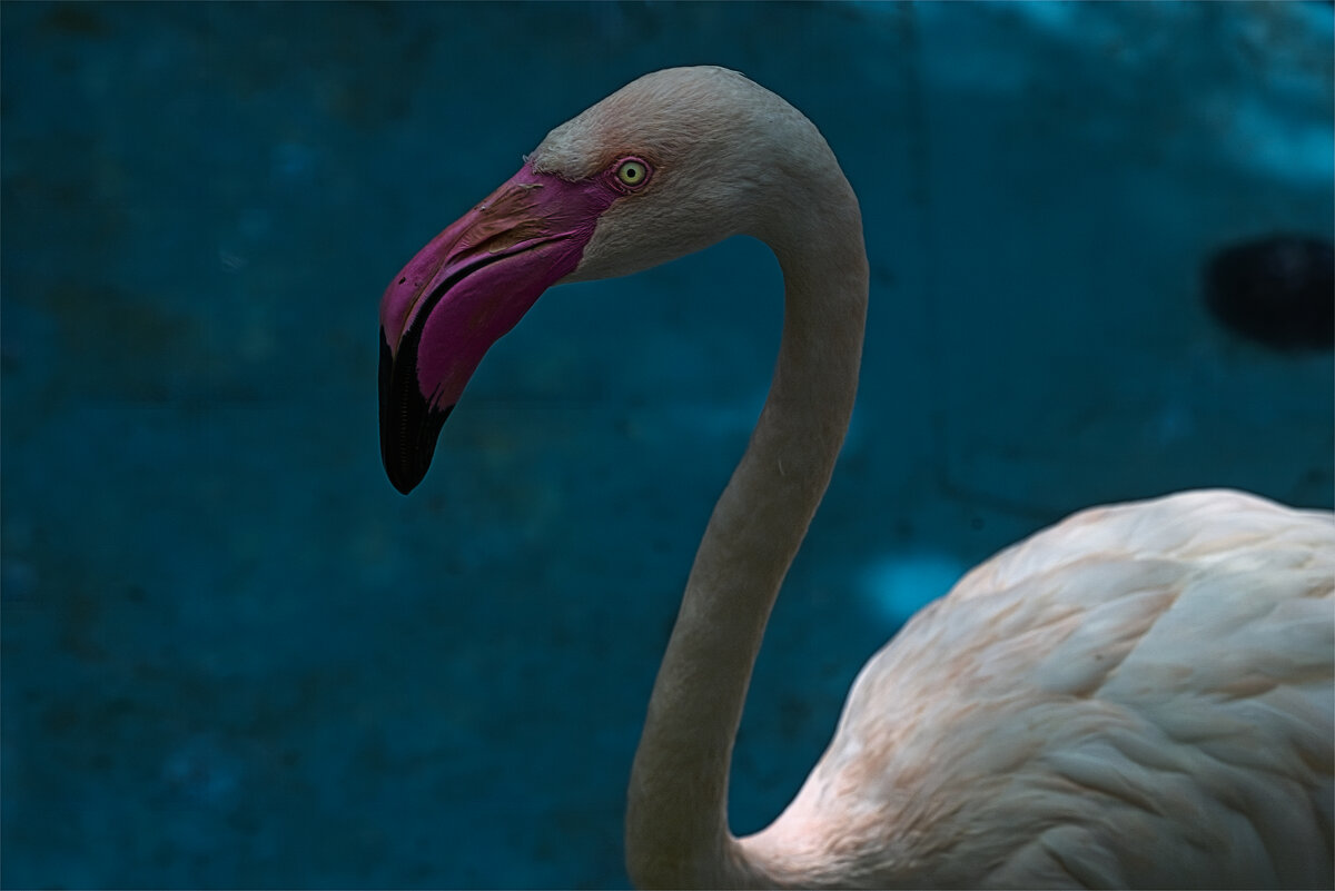 Зоопарк Хайфы 12 июня 2025 г. - ujgcvbif 