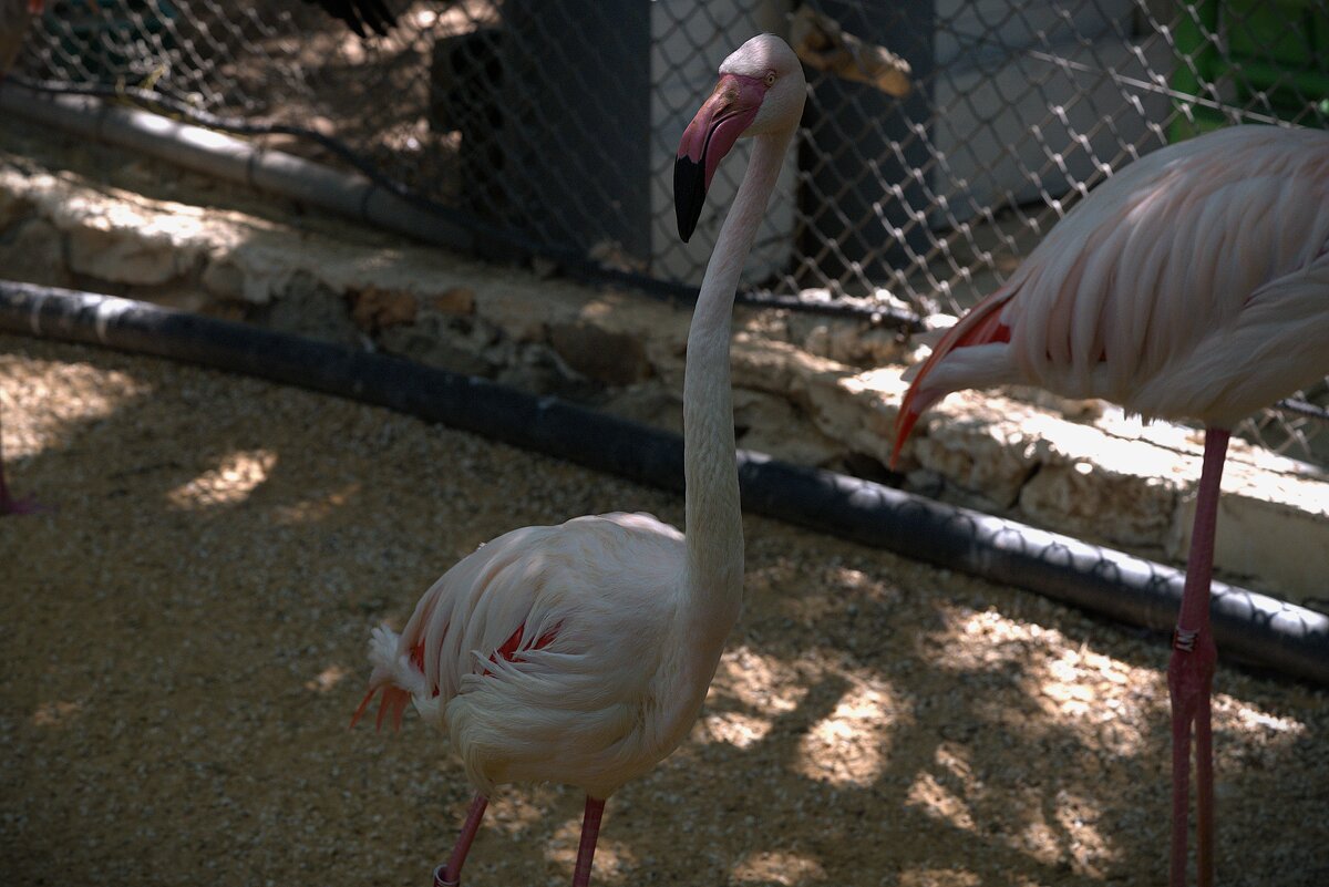 Зоопарк Хайфы 12 июня 2025 г. - ujgcvbif 