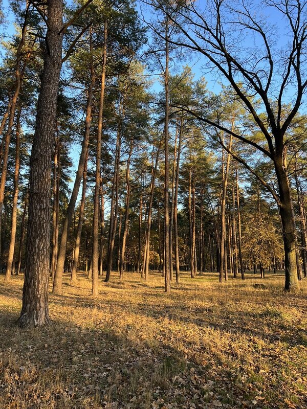 СОСНЫ   ВЕЛИКАНЫ - Анатолий Малобродский