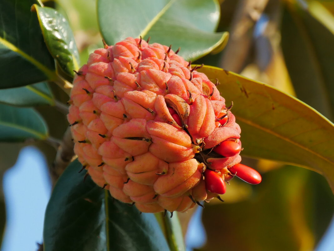 "О, чудный плод !" - Alexey YakovLev