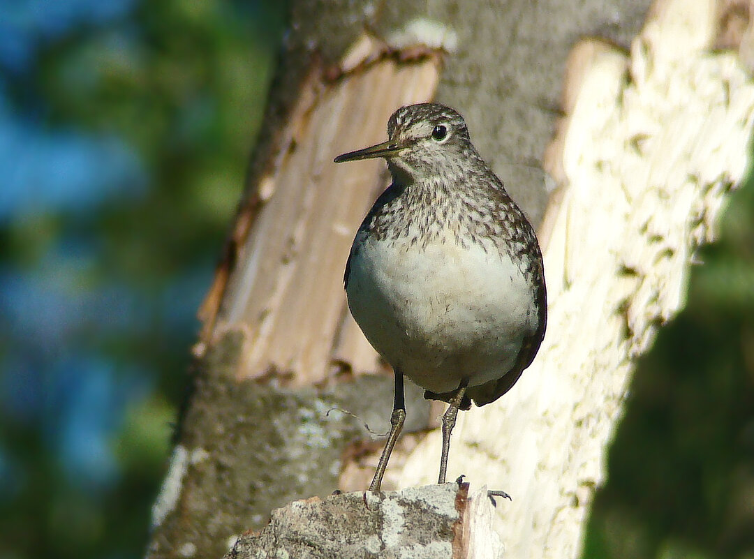 черныш - gawrilа - dan