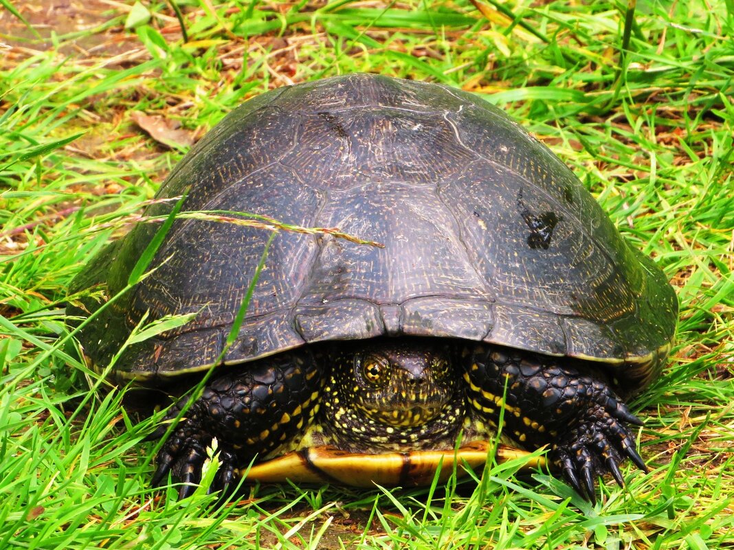 Рядом с озером - Андрей Снегерёв