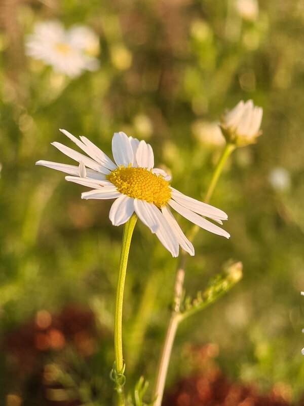 Ромашки - Валерий Ткаченко