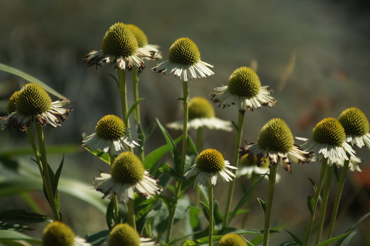 ... - Николай Саржанов