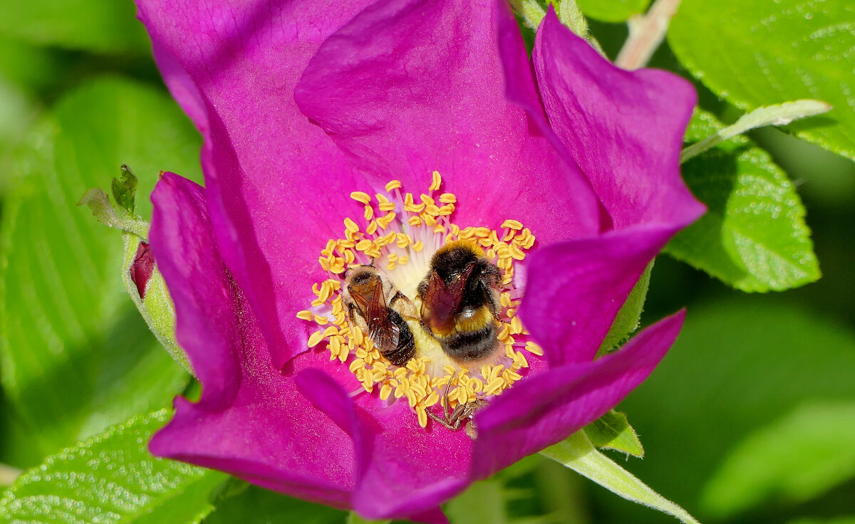 в последний день июня  1 - Александр Прокудин