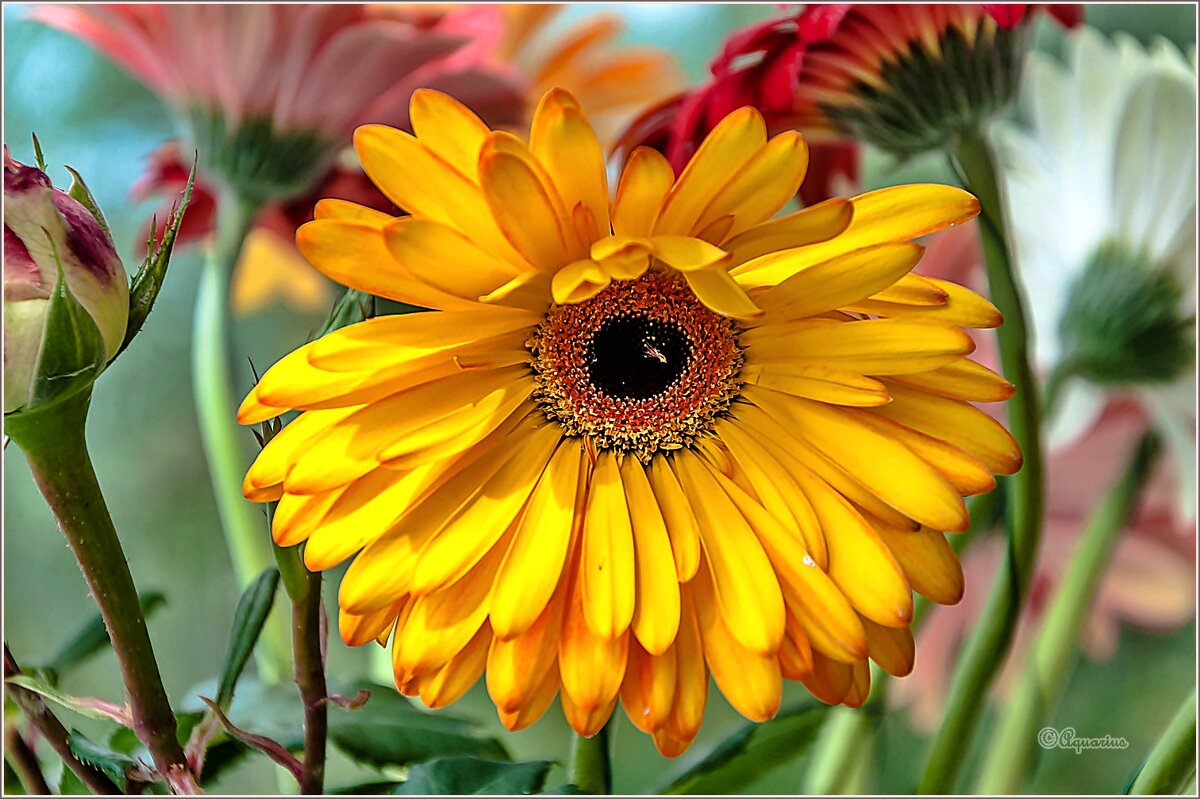 Про герберы... - Aquarius - Сергей