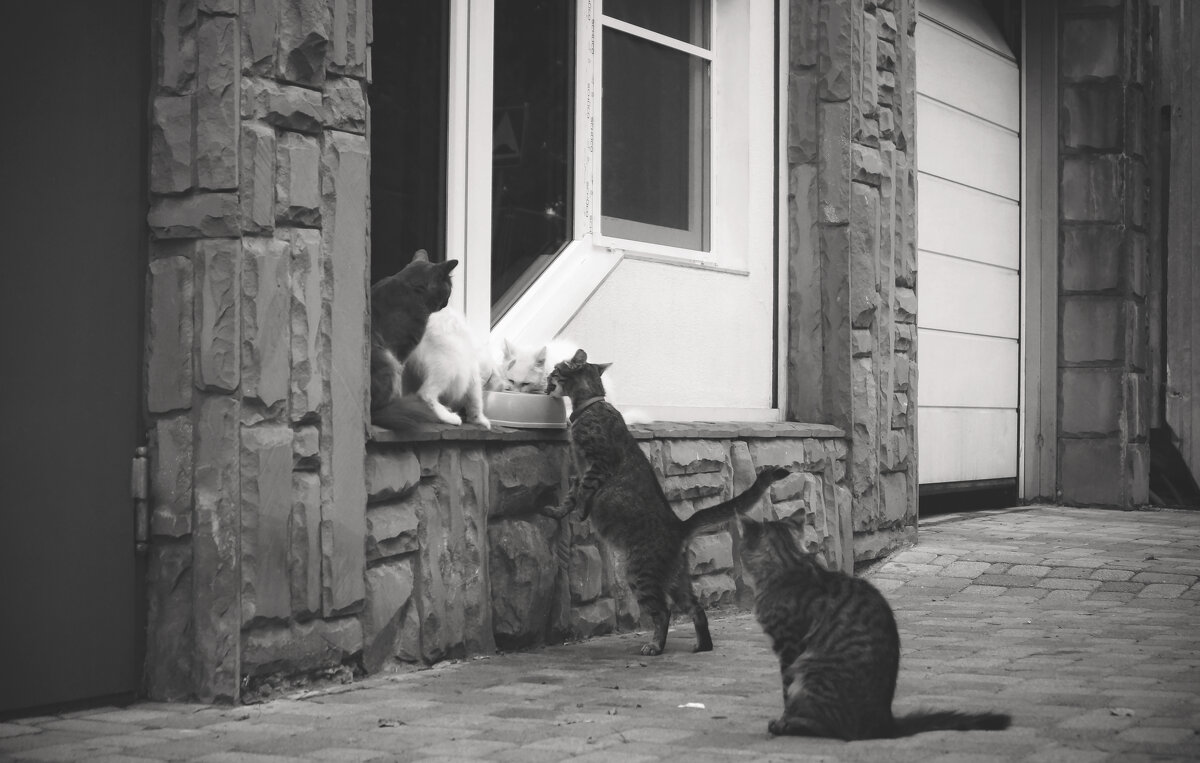 Иерархия (чб) - Сергей Царёв