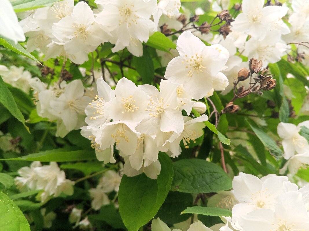 Чубушник - Сапсан 