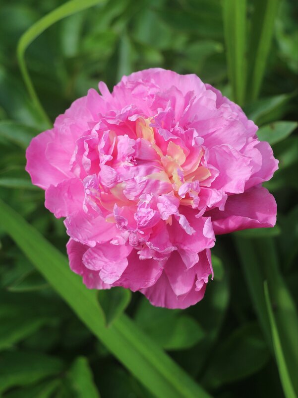 Цветочное настроение. Пион - Наталья Герасимова