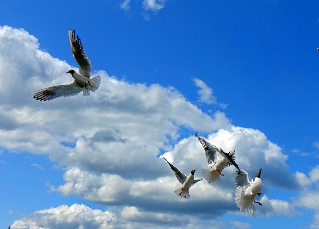 Чайки бесятся. - Игорь Корф