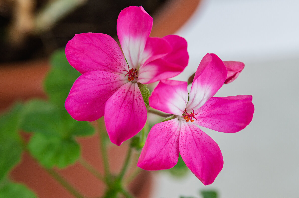 *** - Виктор Иванович Чернюк *** - Виктор Иванович Чернюк